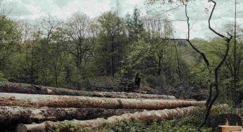 Deforestazione, approvato il regolamento per contrastare il fenomeno