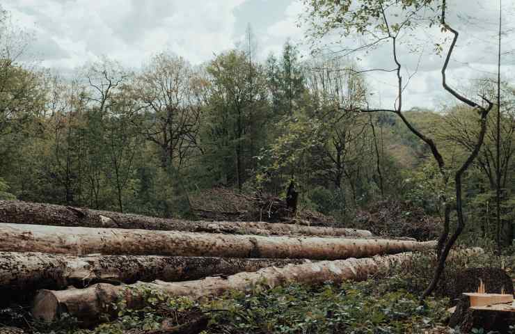 Deforestazione regolamento approvato