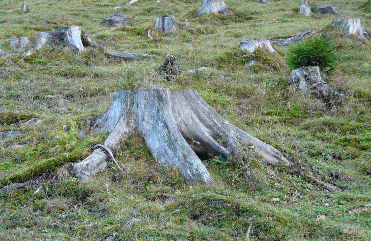 Deforestazione regolamento approvato