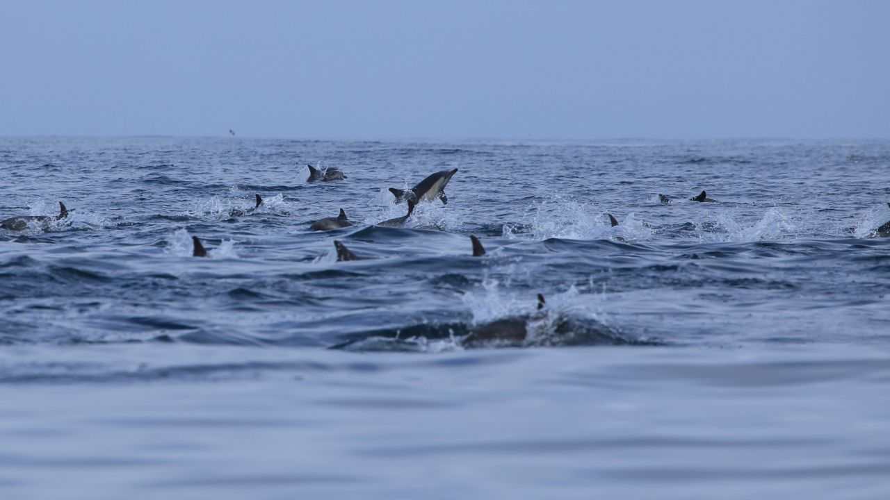 delfini pesca accidentale morti