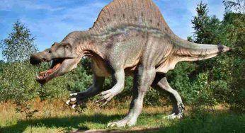 Impronte di dinosauro: trovate sotto un tavolo risalgono a 100 milioni di anni fa