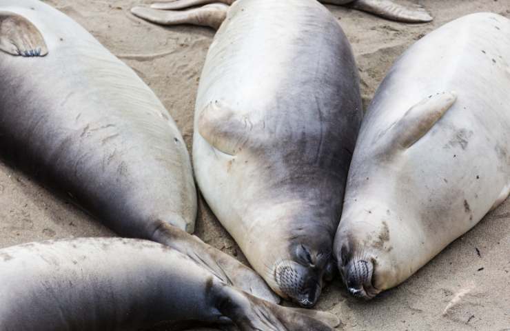 Elefante marino per strada