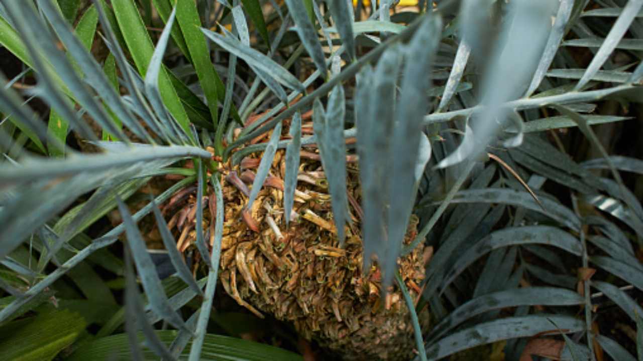 pianta vaso più longeva del mondo