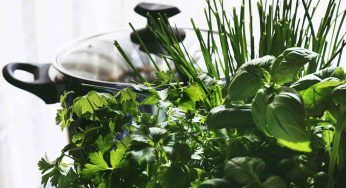 Erbe aromatiche, conservale così: come congelarle