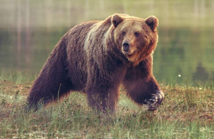 orso calliano