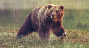 Dal balcone si cala un orso: nel VIDEO si può ascoltare lo spavento dei cittadini