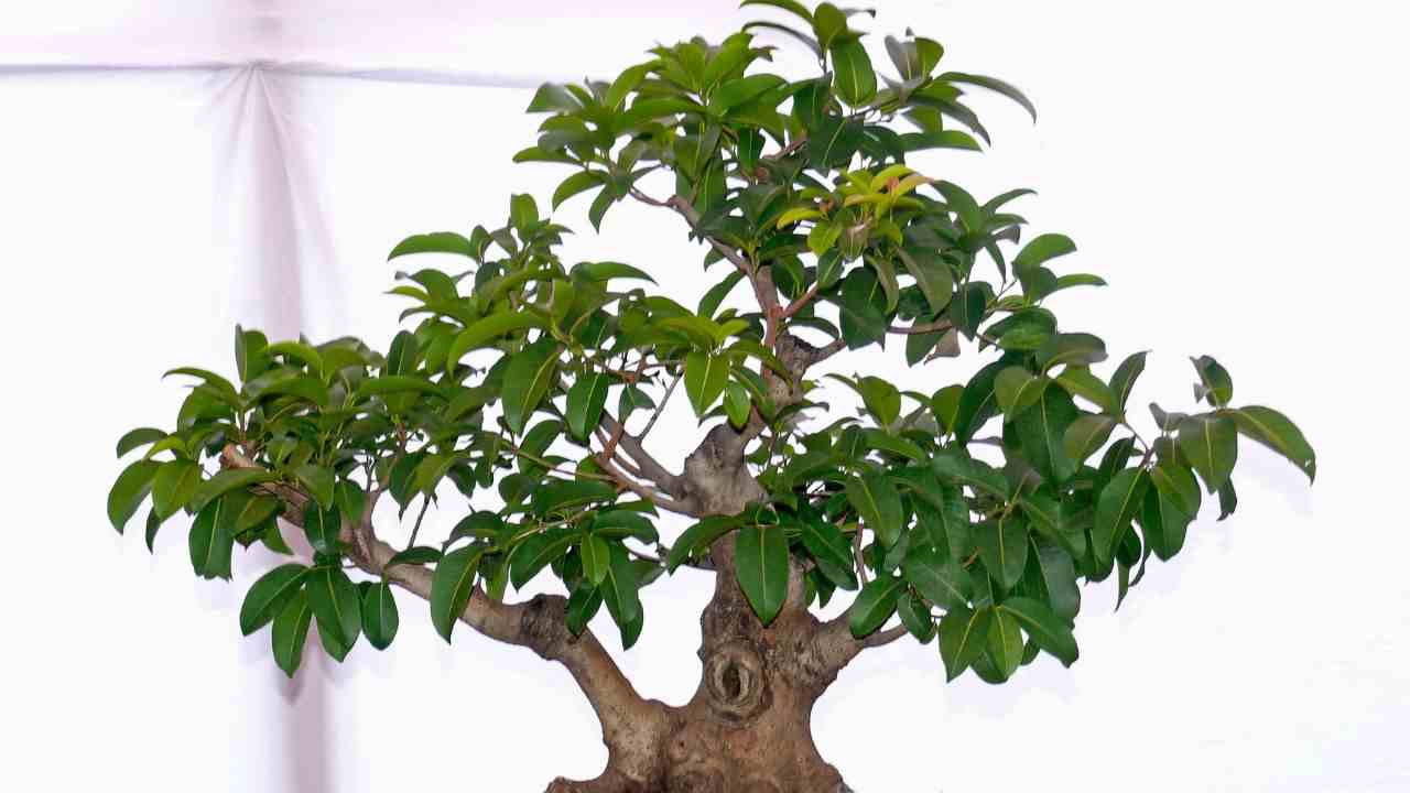 Ficus bonsai rinvaso motivo