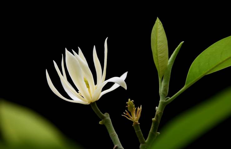 Fiore albero di giada