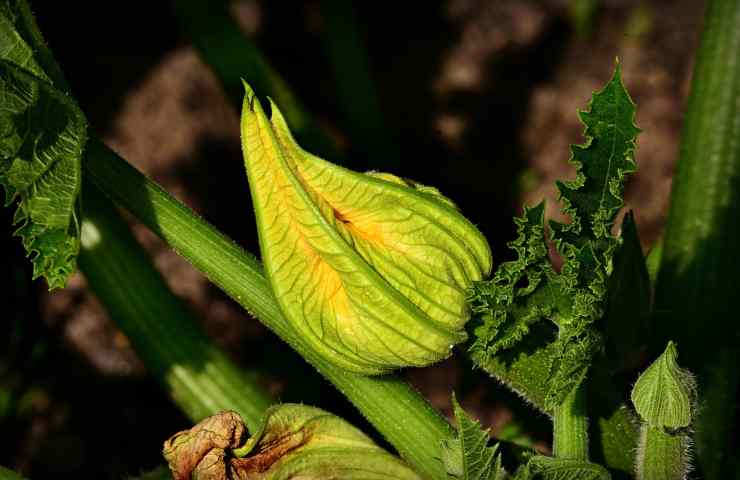 Fiore di zucchina 