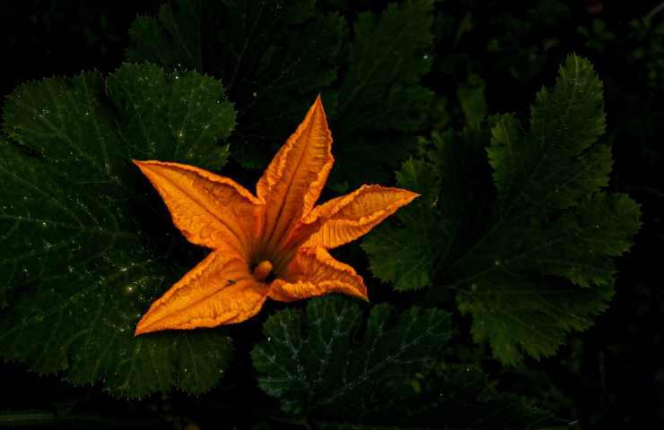 Fiore di zucchino