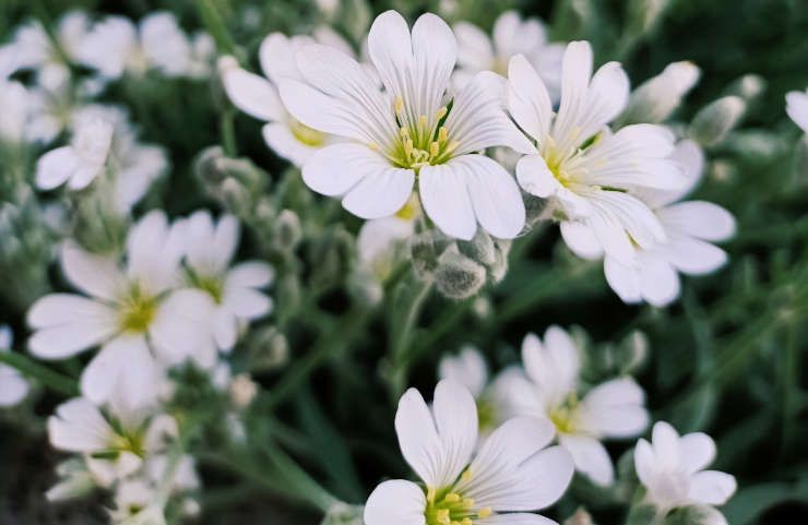 Cerastium tomentosum caratteristiche pianta sempreverde erbacea fiori bianchi