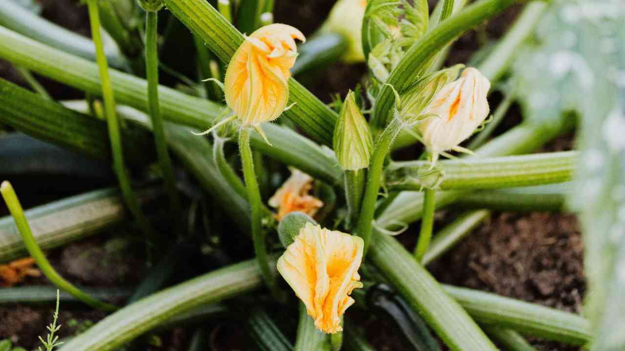 Differenza fiori zucca maschili femminili