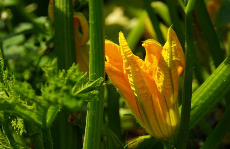 Fiori di zucca