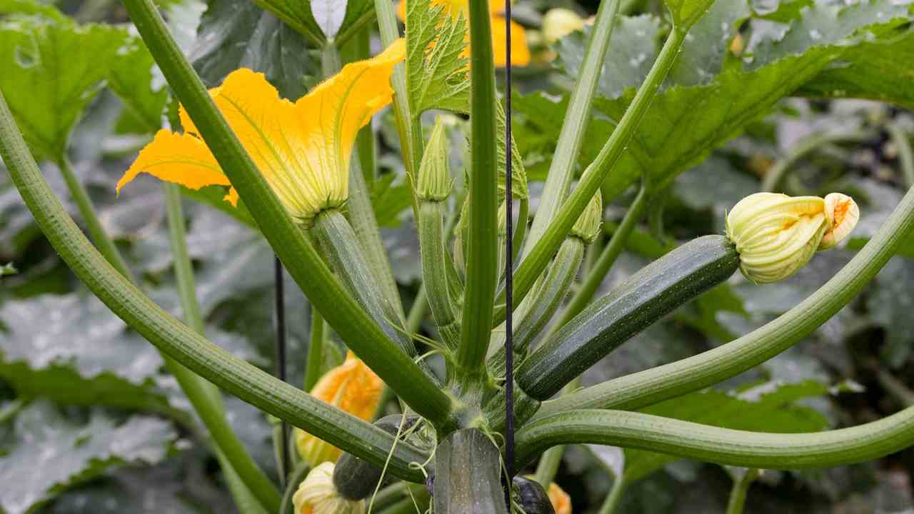 Fiori di zucca coltivazione