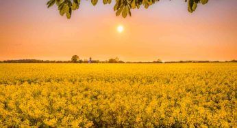 Qiandao, navigare tra i fiori è la meraviglia che offre il lago