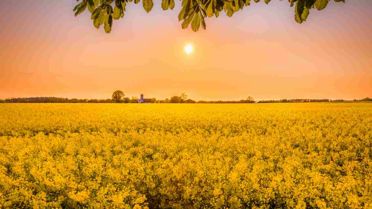 Fioritura fiori colza Qiandao distesa fiori gialli Cina