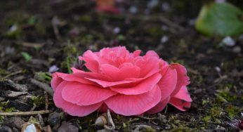 Fiori rarissimi: quelli più difficili da trovare e dove si nascondono