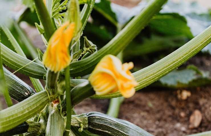 Differenza fiori zucca maschili femminili