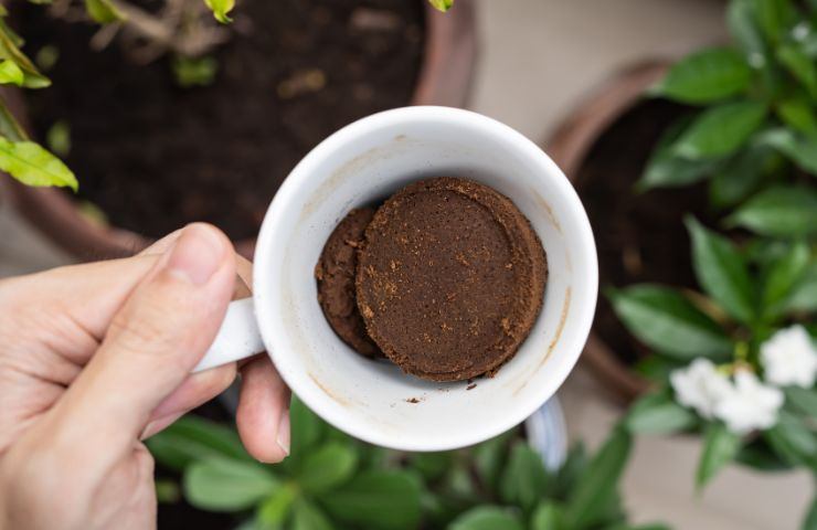 fondo di caffè piante metodi