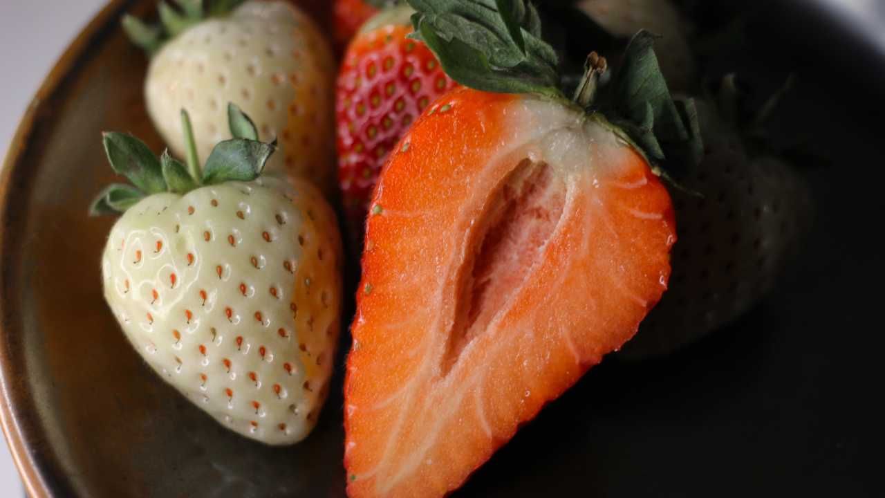 Fragola pineberry ananassa origine frutto bianco