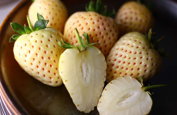 Fragole bianche come coltivare caratteristiche