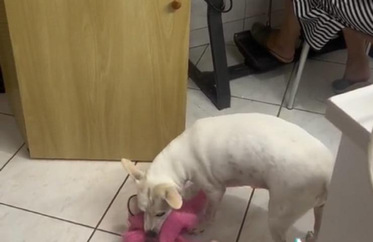 Cane scimmietta peluche video