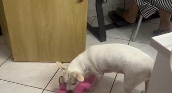 Il peluche è il suo migliore amico: il cucciolo è in apprensione durante l'”operazione” – VIDEO