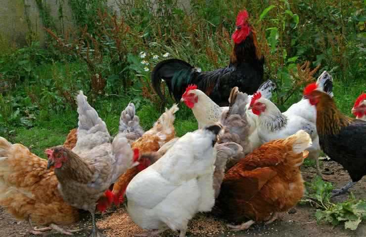 Galline per compost