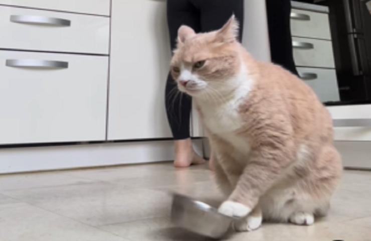 Gatto chiede cibo ciotola video Instagram