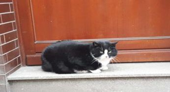 Polonia, è il gatto più famoso: deve però essere messo a dieta