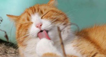 Perchè vivere con un gatto? La risposta la fornisce la scienza
