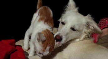 Cani e gatti, dormire con loro rende il riposo più difficile