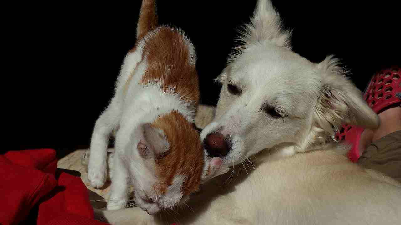 Gatto e Cane