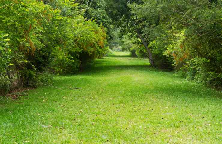 Scarificazione prato giardino come farla