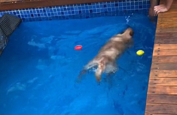 Golden Retriever verticale piscina video