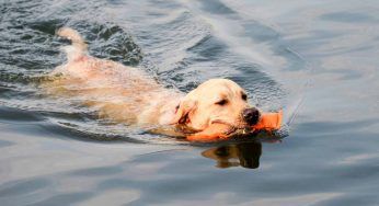 “Come far prendere un infarto ad un umano”: il Golden Retriever è un “maestro” – VIDEO