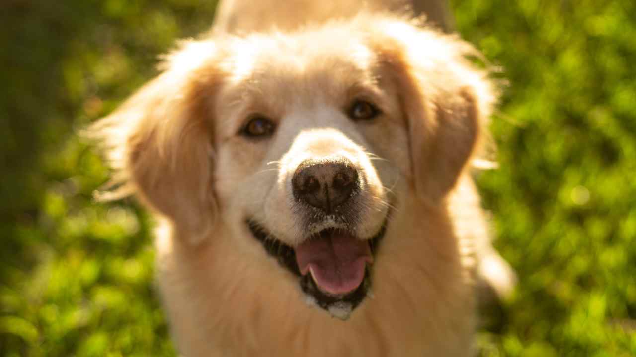 Cucciolo agguato video scherzo Golde Retriever