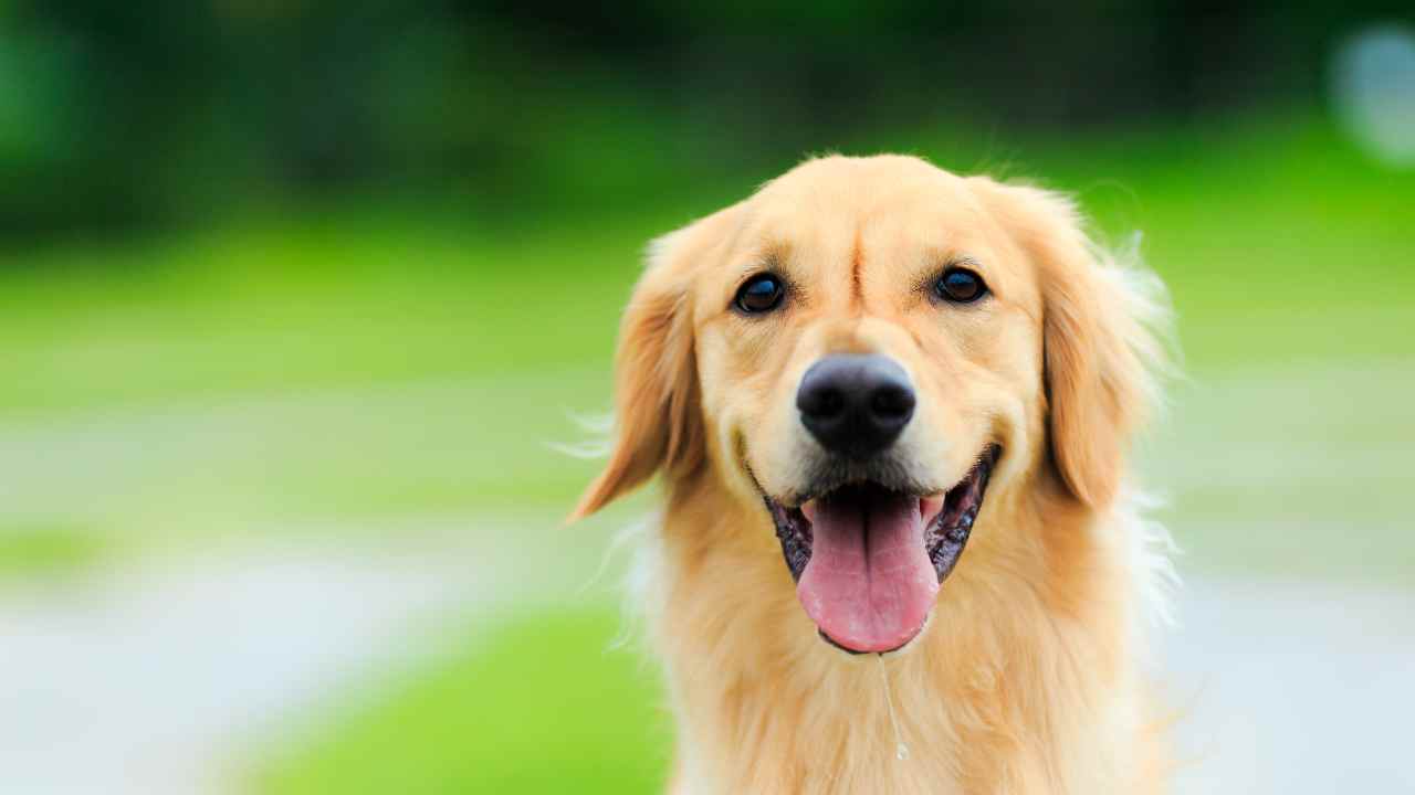 Golden Retriever verticale piscina video