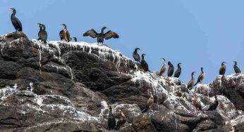 Escrementi: il ruolo importante che ricoprono in natura