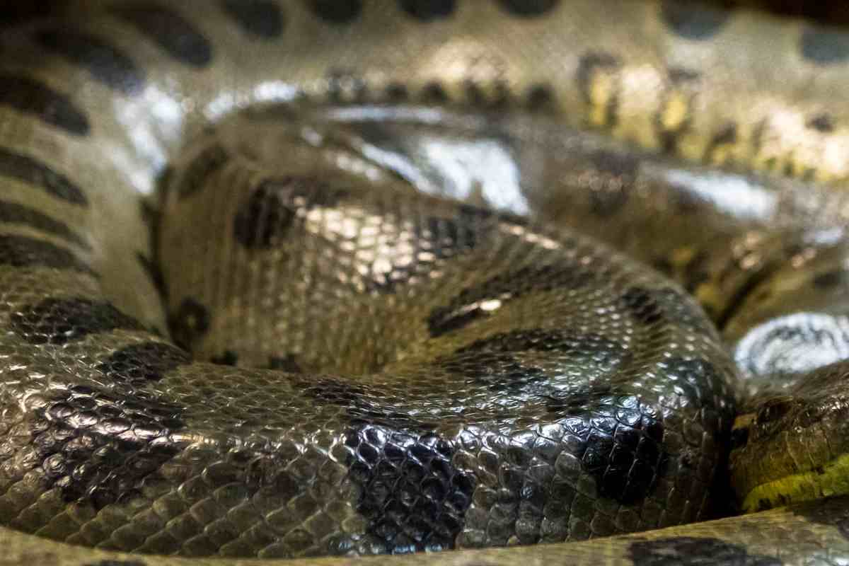 Habitat e pericoli associati all'anaconda: dove si trova la più grande
