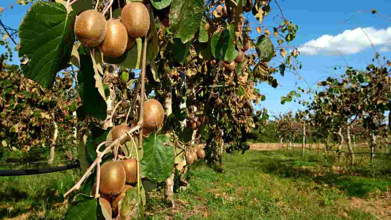 kiwi metodo coltivazione consigli