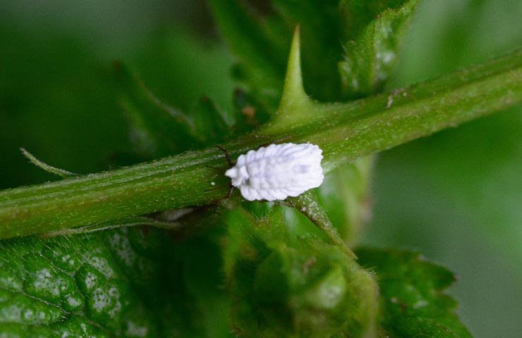 cocciniglia piante grasse