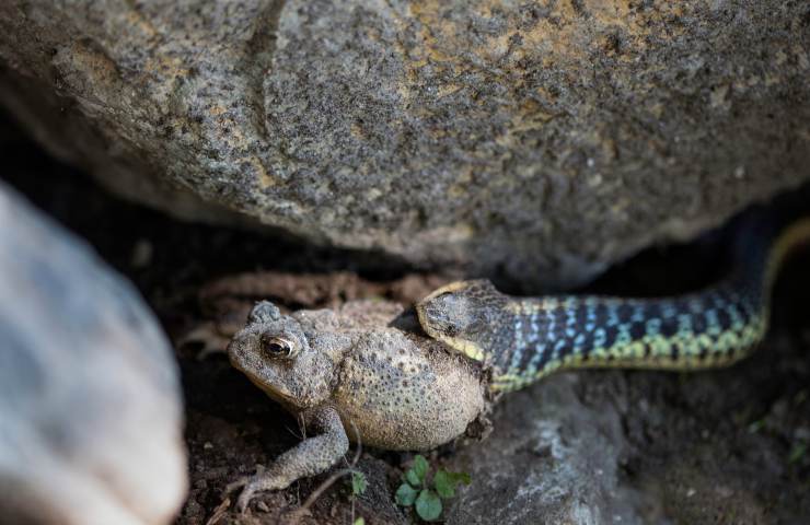 serpente ingoia rospo