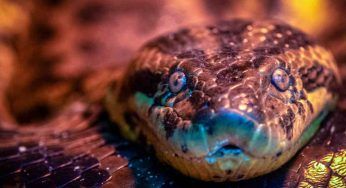 Anaconda: il re dei rettili, ma quanto è lungo davvero? Resterai stupito