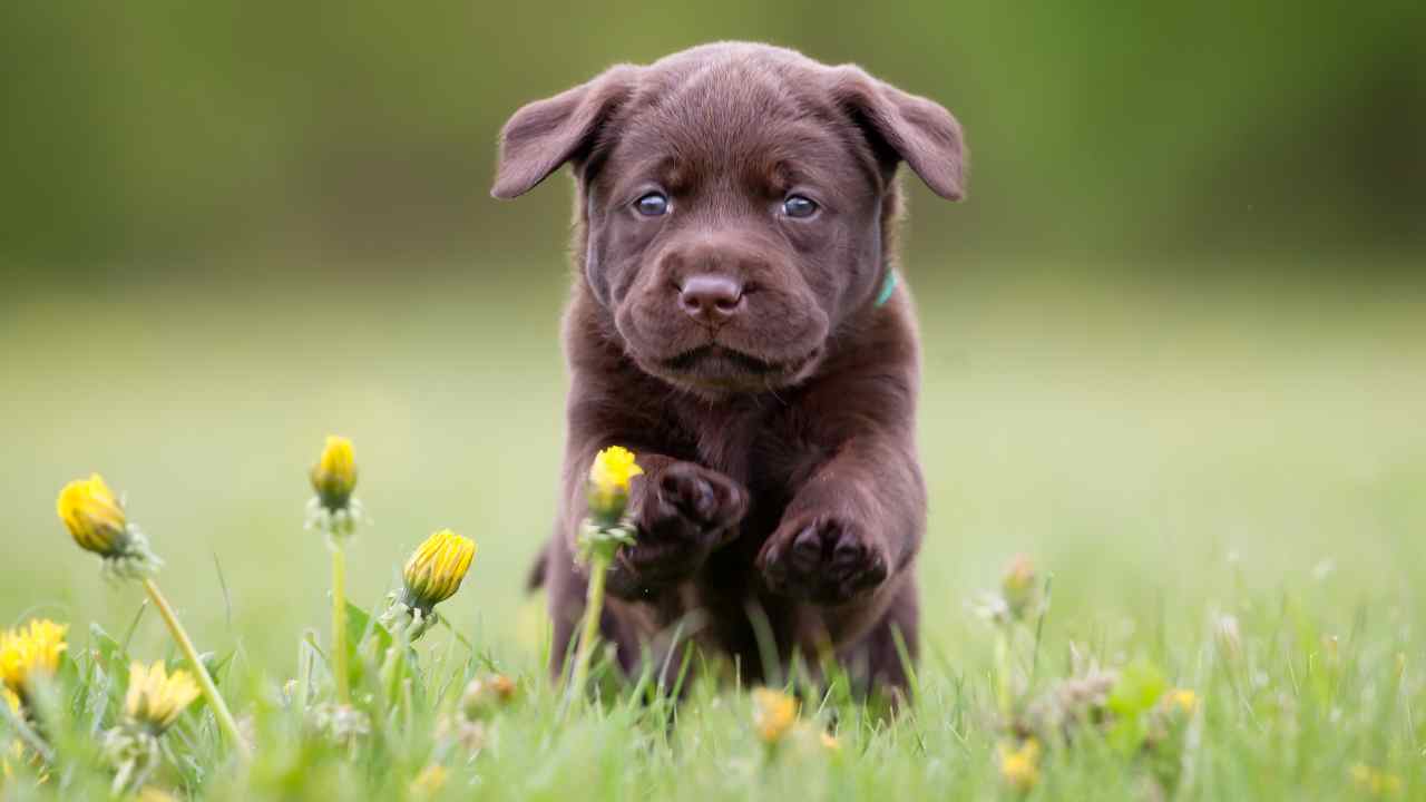 Cucciolo Labrador frigorifero video divertente