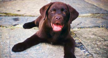 Fa troppo caldo, il Labrador ha un’idea geniale! – VIDEO