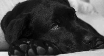 Hanno avvelenato il tuo cane? Presto, quello che devi subito fare