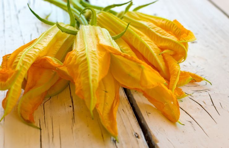 fiori di zucca benefici