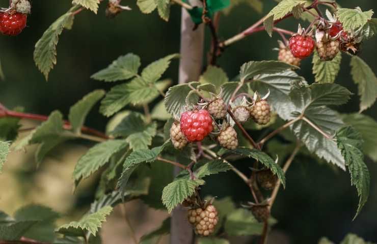 Come seminare lamponi terreno acqua luce