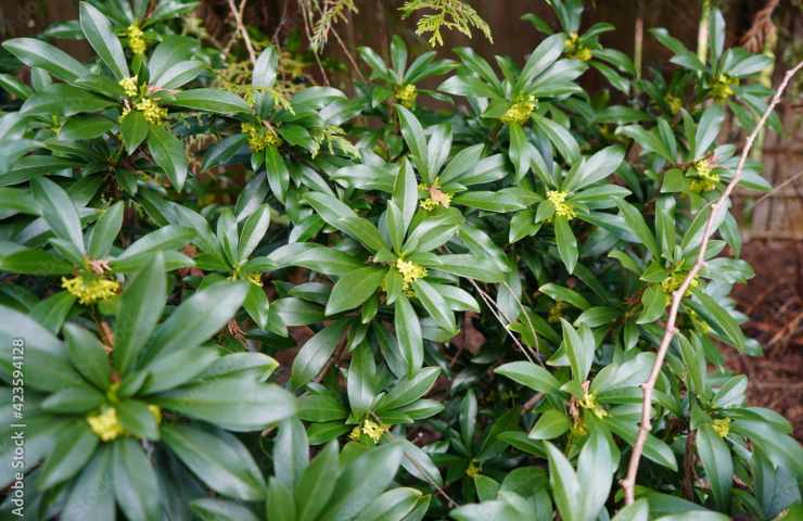 Laureola 